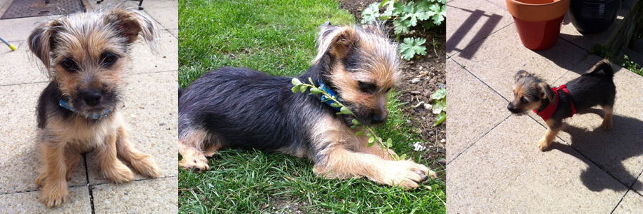 Pepper the Yorkshire Terrier Chihuahua cross