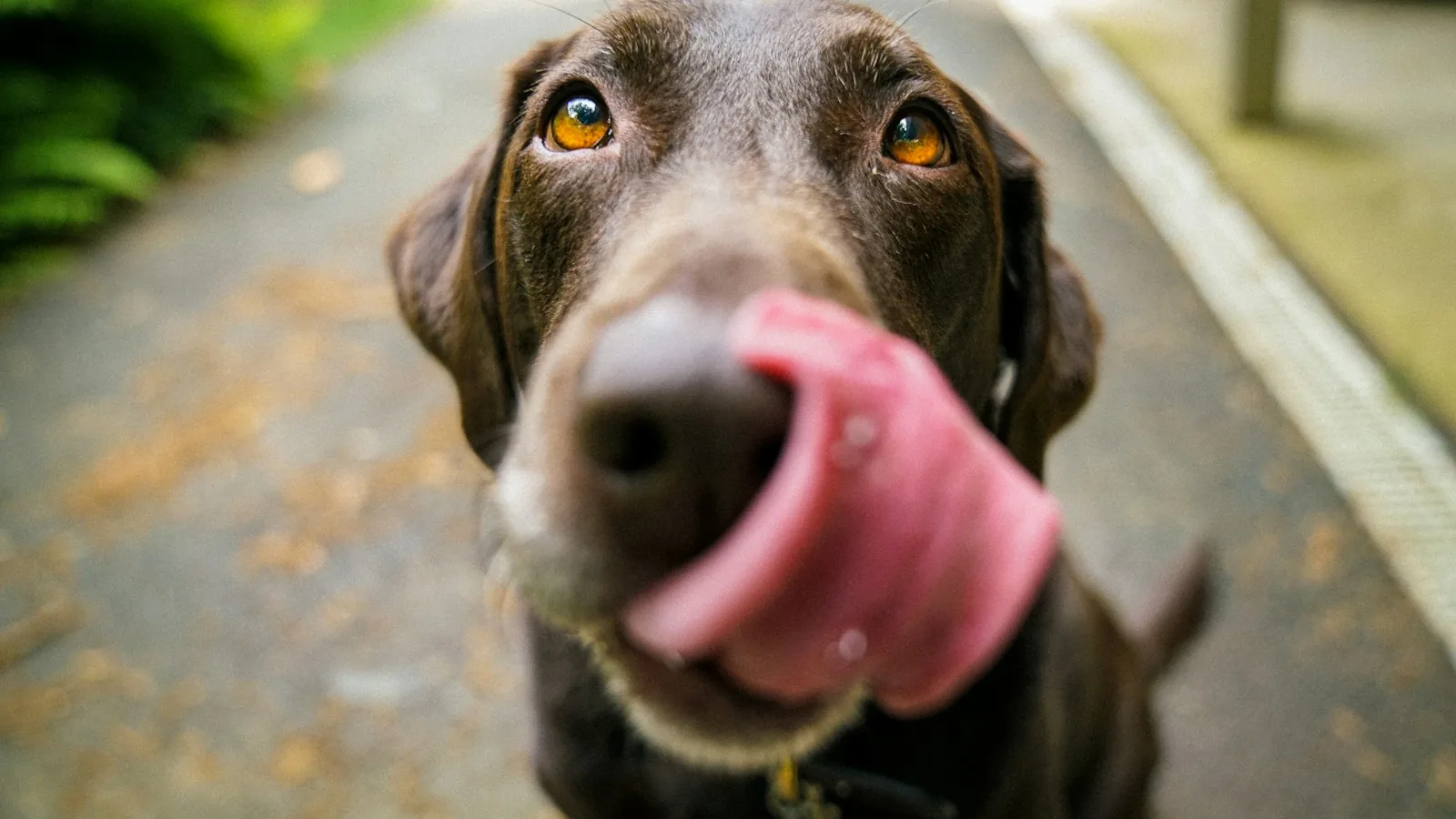 A happy brown dog looking up at the camera