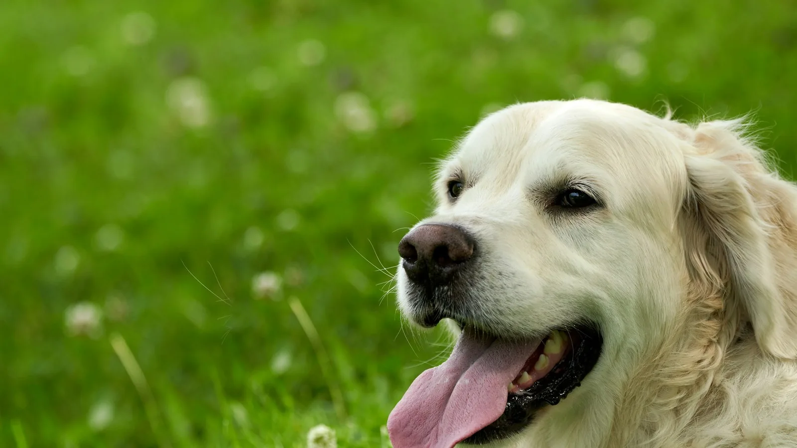 A happy golden retriever in the grass