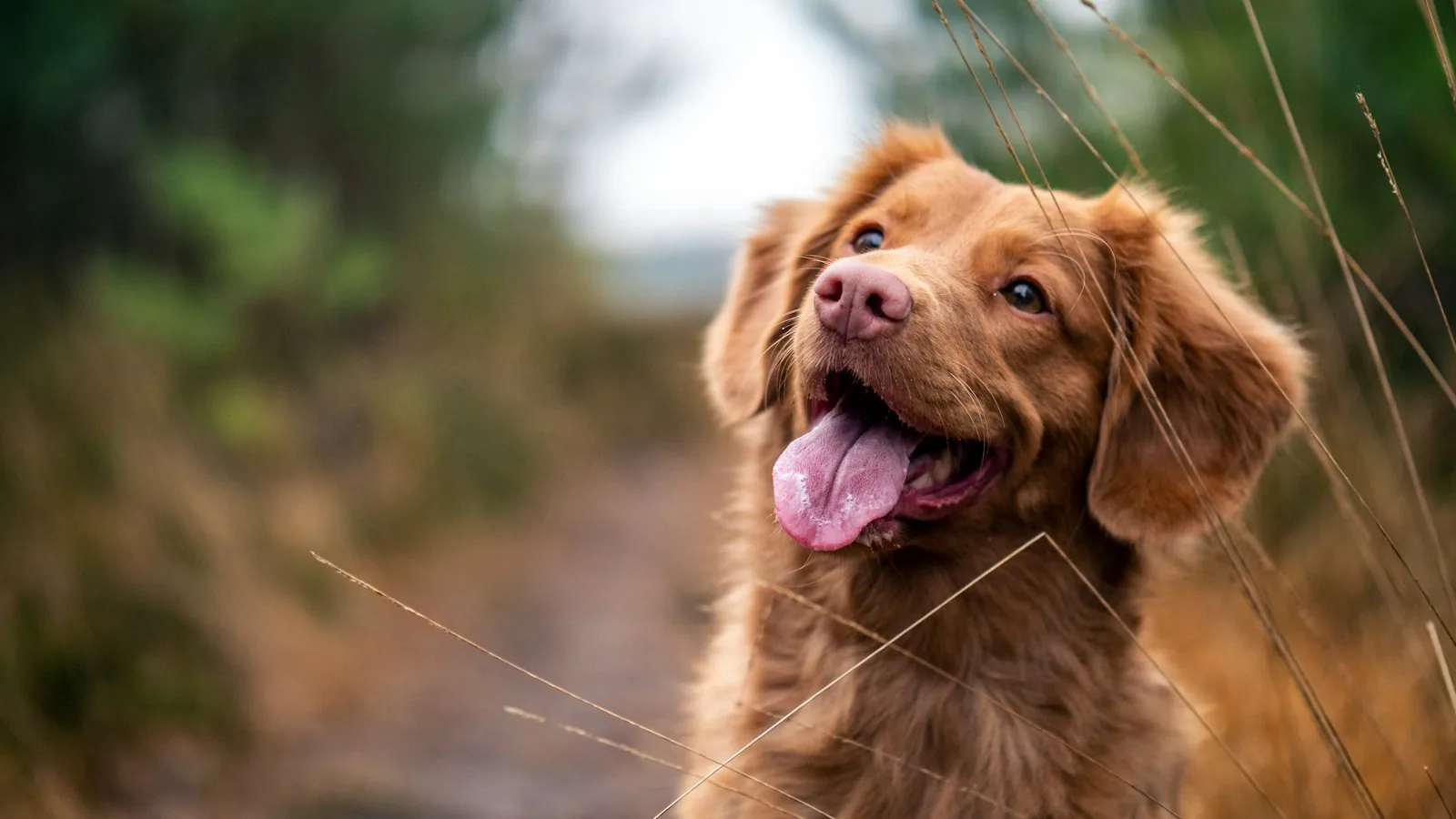 A happy brown dog with its tongue out on a woodland path