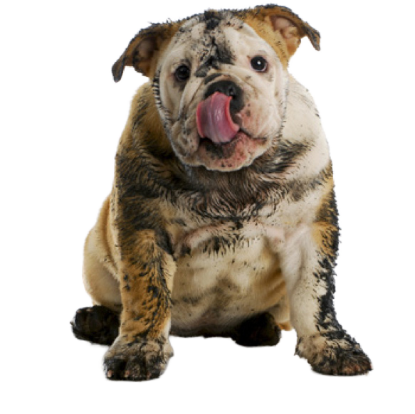 Muddy bulldog puppy after a fun walk